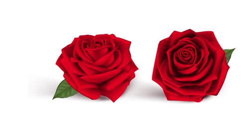 Fresh red rose vector Fresh red rose vector