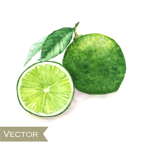 Green lemon watercolor drawn vector Green lemon watercolor drawn vector