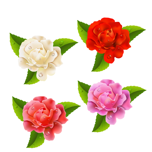 Different colored rose vector material 01 Different colored rose vector material 01
