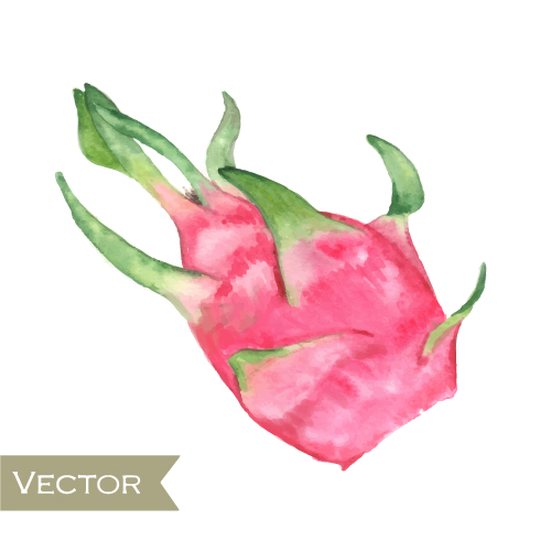 Watercolor pitaya drawn vector Watercolor pitaya drawn vector