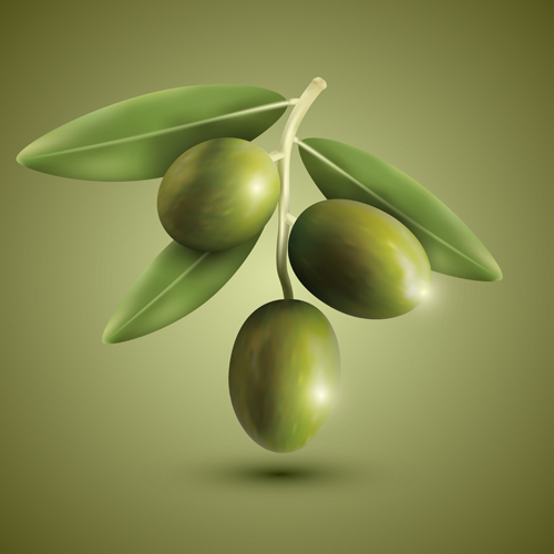 Green olives vector material Green olives vector material