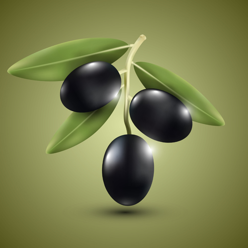 Purple olives vector material Purple olives vector material