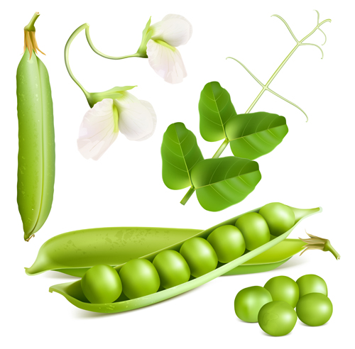 Peas with flower design vector Peas with flower design vector