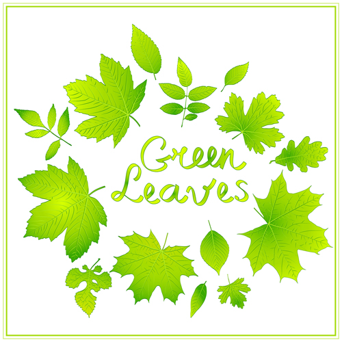 shiny green leaves background 