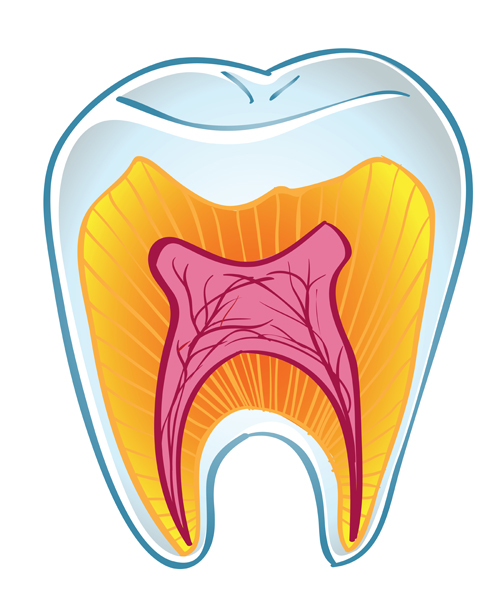 teeth structure section isolated 