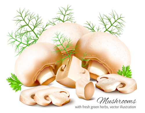Realistic mushrooms vector material Realistic mushrooms vector material