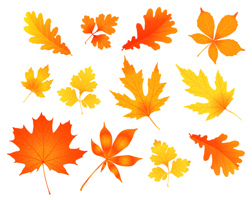 Various autumn leaves vector set material 01 Various autumn leaves vector set material 01