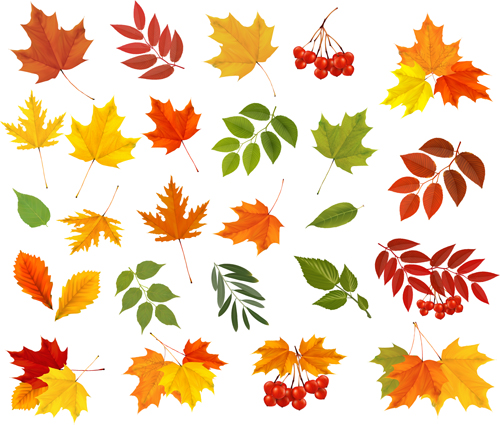 Various material autumn leaves autumn 