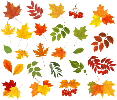 Various autumn leaves vector set material 02 Various autumn leaves vector set material 02