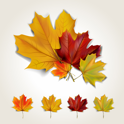 Various autumn leaves vector set material 03 Various autumn leaves vector set material 03