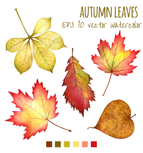 Various autumn leaves autumn 