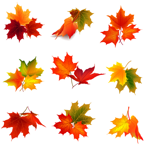 Various autumn leaves 