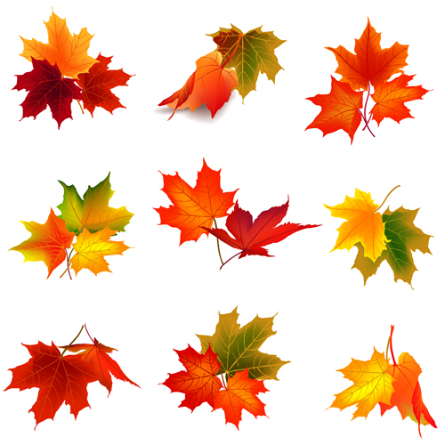 Various autumn leaves vector set material 05 Various autumn leaves vector set material 05