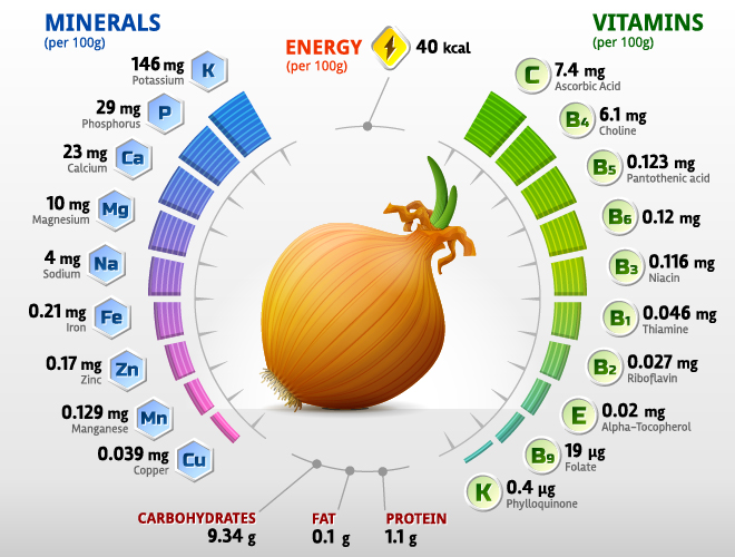 Onion vitamins infographics vector Onion vitamins infographics vector