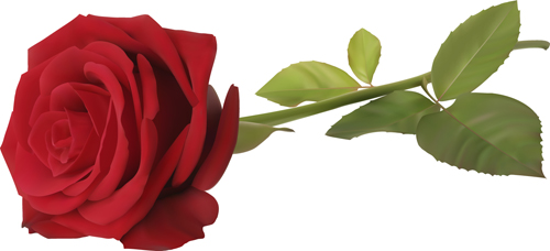 Red rose illustration vector 05 Red rose illustration vector 05