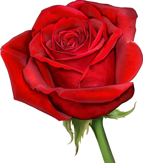 Red rose illustration vector 06 Red rose illustration vector 06