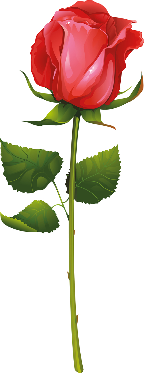 Red rose illustration vector 01 Red rose illustration vector 01