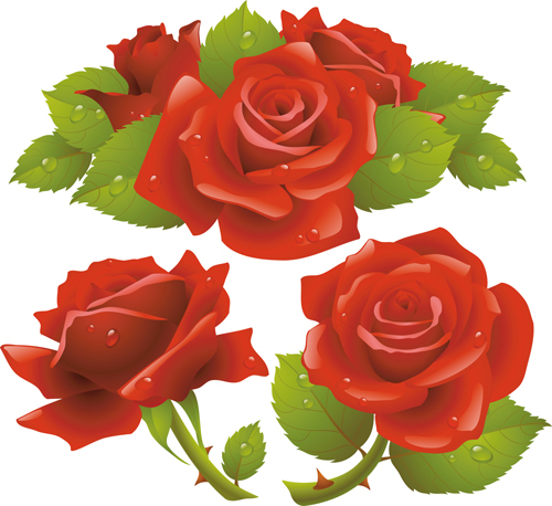Red rose illustration vector 02 Red rose illustration vector 02