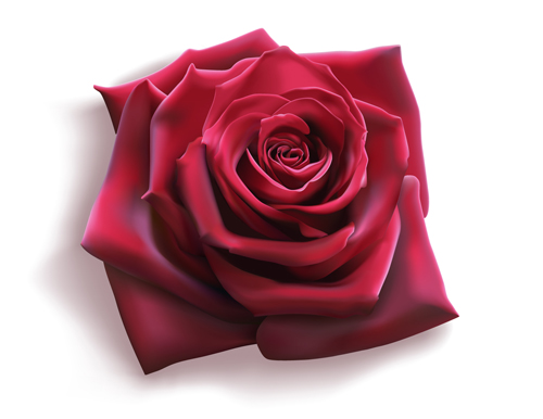 Red rose illustration vector 03 Red rose illustration vector 03