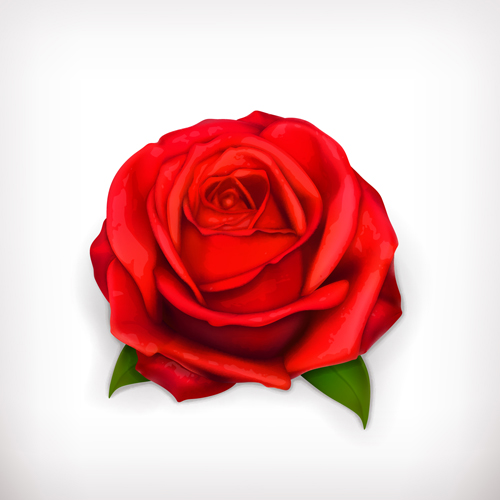 Red rose illustration vector 04 Red rose illustration vector 04