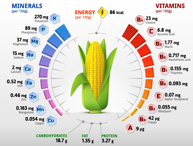Corn vitamins infographics vector Corn vitamins infographics vector
