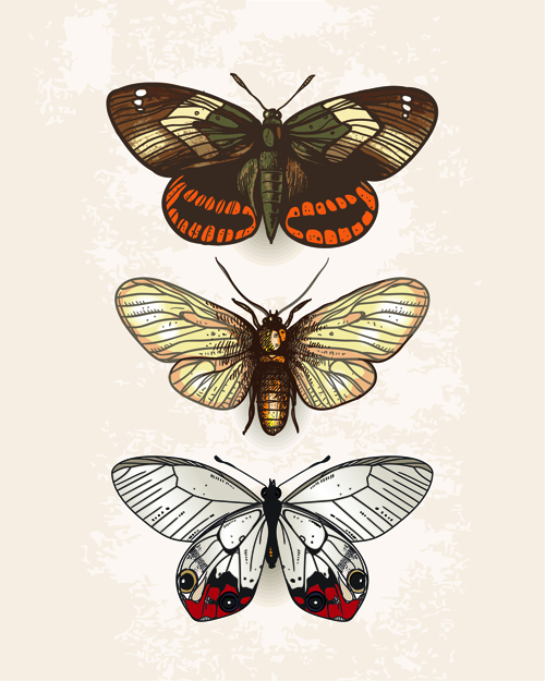 vintage specimen butterflies 