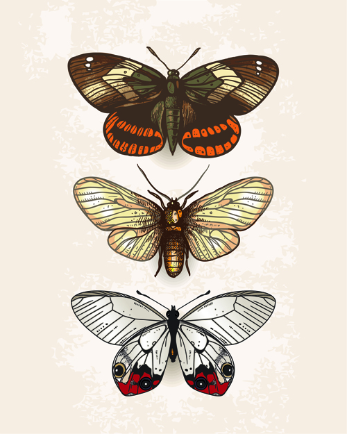 Vintage butterflies specimen design vector 02 Vintage butterflies specimen design vector 02
