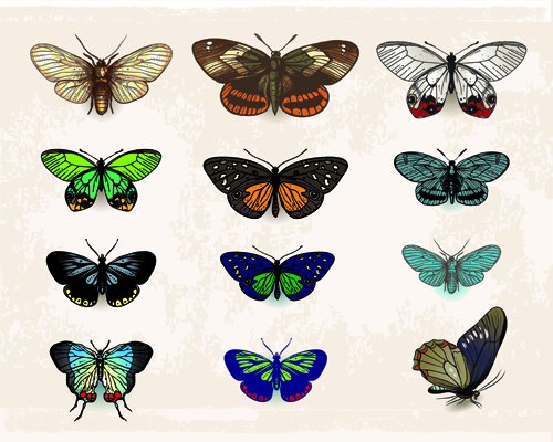 vintage specimen butterflies 