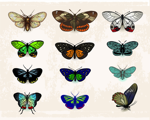 Vintage butterflies specimen design vector 01 Vintage butterflies specimen design vector 01