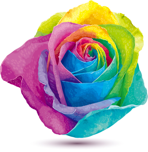 Raibow rose vector material Raibow rose vector material