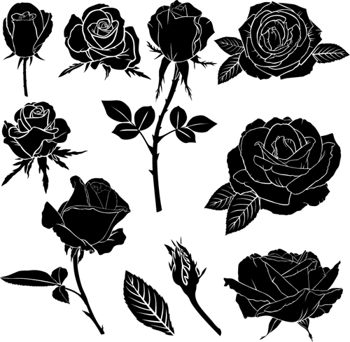 Black rose vector illustration Black rose vector illustration