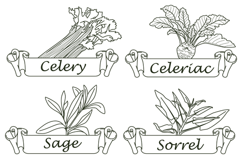 Hand drawn herbs and spices labels vector 05 Hand drawn herbs and spices labels vector 05