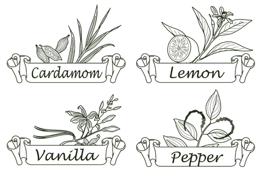 spices labels herbs hand drawn 