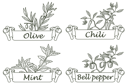 spices labels herbs hand drawn 