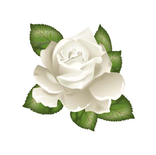 White rose with green leaves vector White rose with green leaves vector