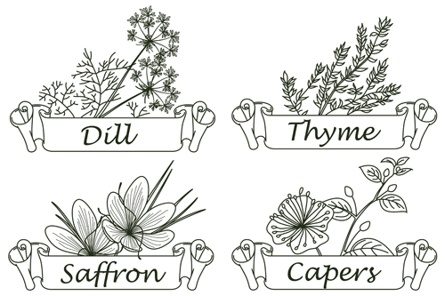 Hand drawn herbs and spices labels vector 01 Hand drawn herbs and spices labels vector 01