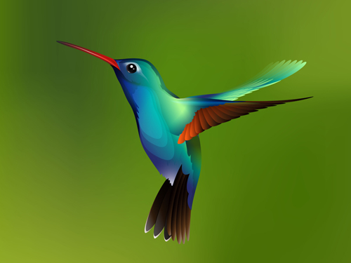 Watercolor hummingbird vector Watercolor hummingbird vector