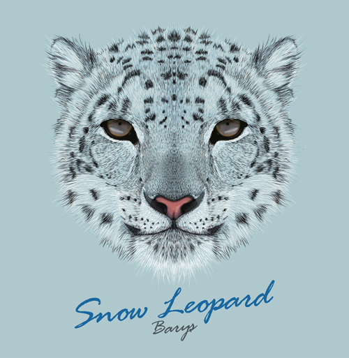 snow leopard snow leopard beautiful background 
