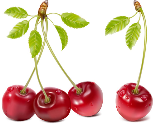 Fresh berry vector 04 Fresh berry vector 04