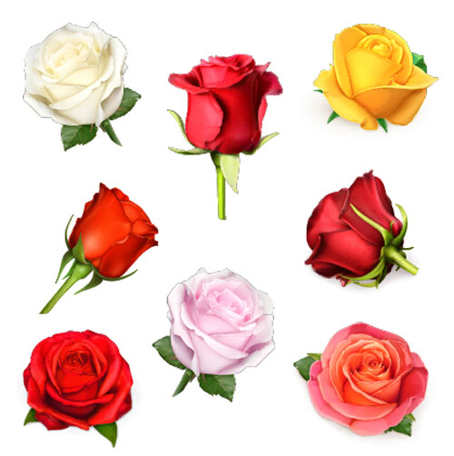 Colored roses design vectors Colored roses design vectors