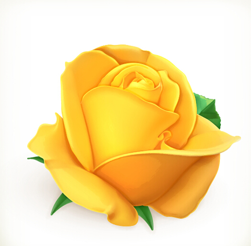 Yellow rose vector material Yellow rose vector material