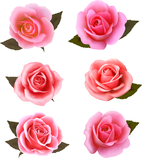 roses pink 