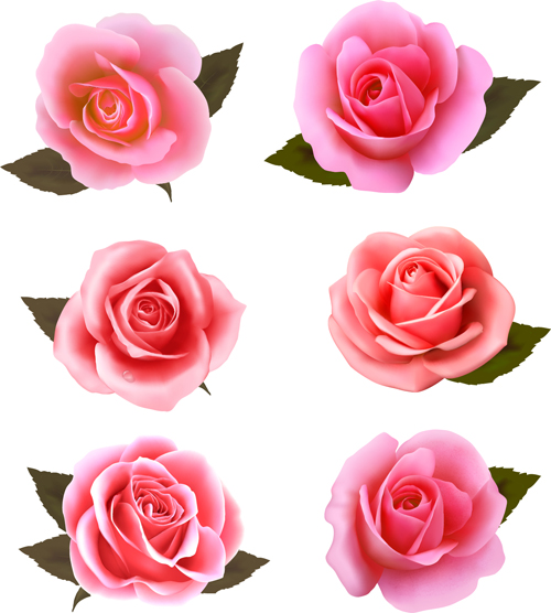 Pink roses vectors set Pink roses vectors set