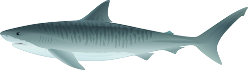 Realistic shark vector material Realistic shark vector material