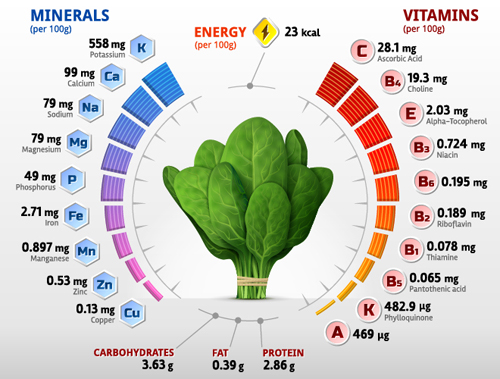 vitamins spinach infographics 