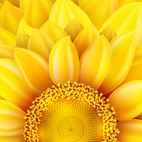 Gloden sunflower vector background 03 Gloden sunflower vector background 03