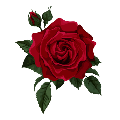 Red rose realitic vector 01 Red rose realitic vector 01