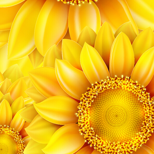 Gloden sunflower vector background 01 Gloden sunflower vector background 01