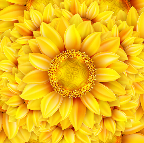 sunflower gloden 