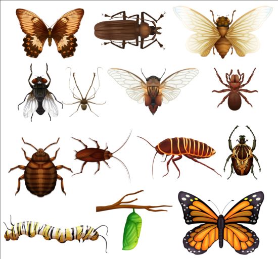 insects huge collection 